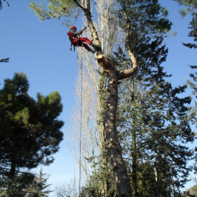 Potatura in Tree Climbing 3