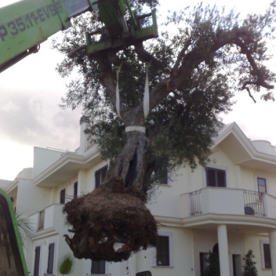 piantumazione albero secolare Bari